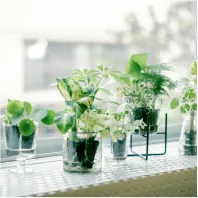 さまざまな植物を楽しみたい
