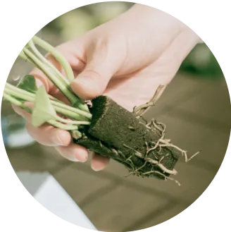 土を使わずパフカルを使用することで、植物に必要な水分を保持したまま漏れ出さずにお届けが可能です