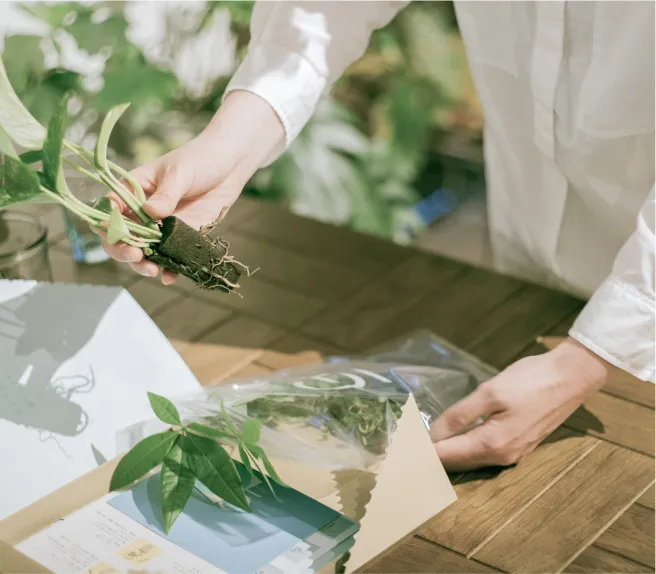 植物の根が密着したパフカルごと器に移し替え水を注ぐだけ