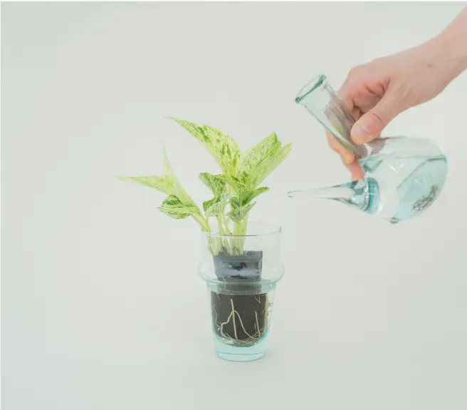 植物の根が密着したパフカルごと器に移し替え水を注ぐだけ
