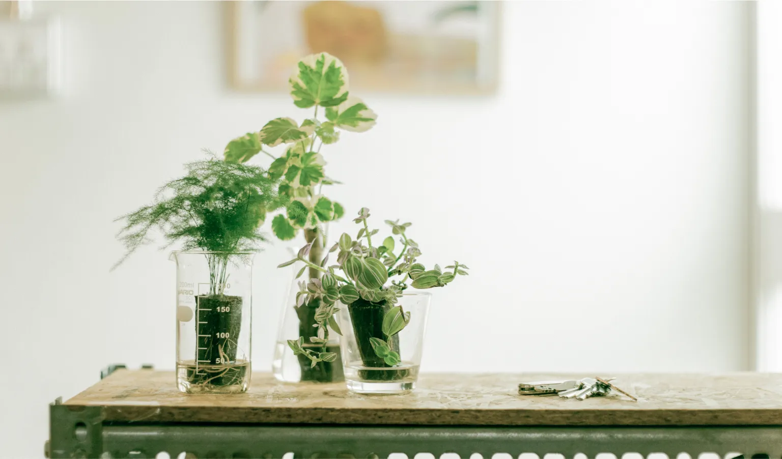 植物を枯らしてしまう原因