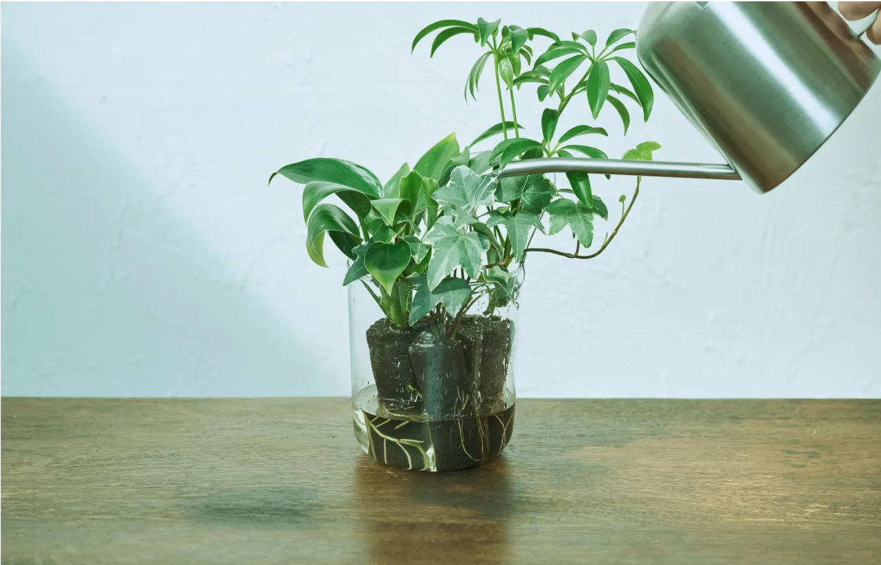 植物の根が密着したパフカルごと器に移し替え水を注ぐだけ