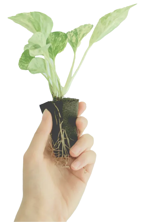 土を使わず パフカル で育つから植物用の底穴のある鉢は不要