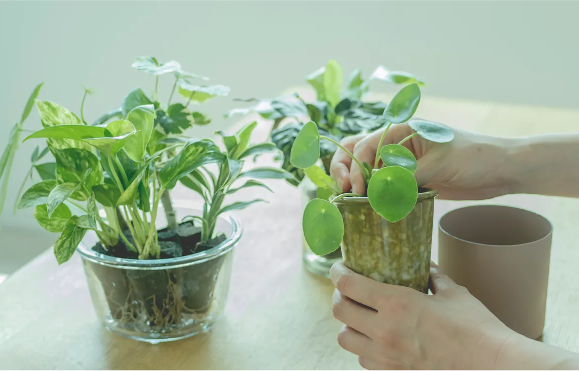 3つ一緒に寄植えしたり1つずつ個別に活けたり…