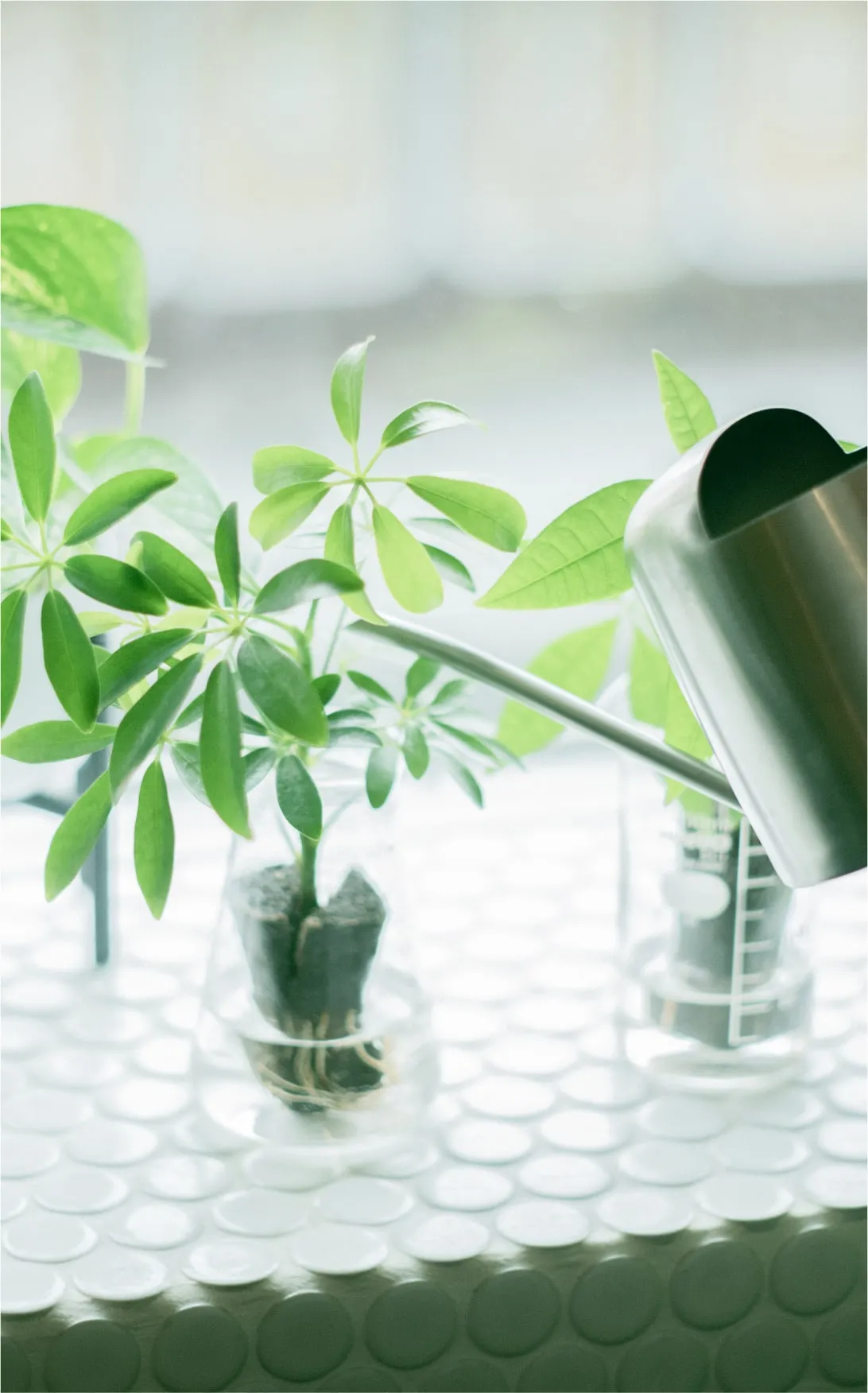 土を使わず水だけで育つ観葉植物