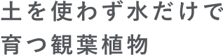土を使わず水だけで育つ観葉植物